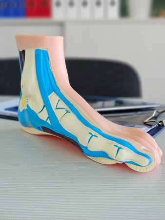 Detailed anatomical model of human foot displayed on a table in a medical office settingの写真素材