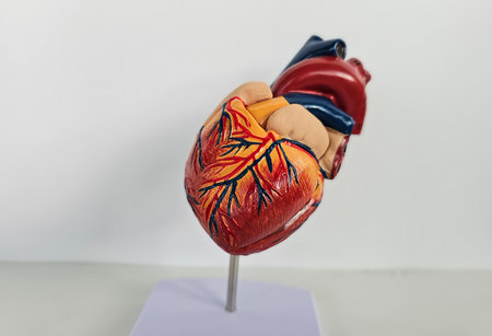 Detailed anatomical model of a human heart showing internal structure and blood vesselsの写真素材