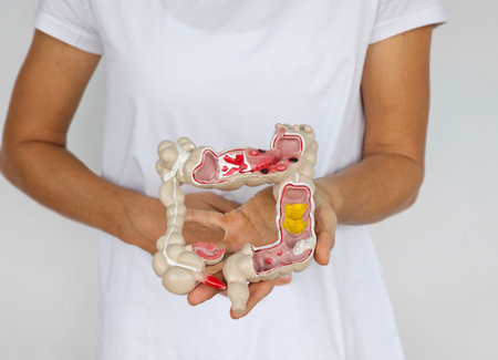 Human digestive system model held by an individual showcasing internal organ structures and anatomy...