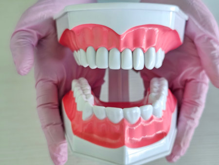 Detailed dental model held by gloved hands illustrates teeth anatomy and structure in a clinical settingの写真素材
