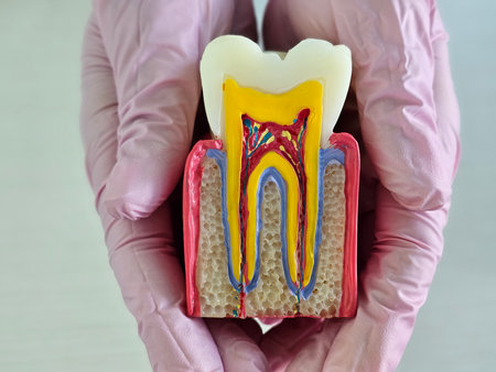 Detailed dental model showing tooth structure with roots and nerves in hands of a dental student during a teaching sessionの写真素材