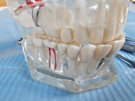 Detailed view of a dental model showcasing teeth alignment and oral anatomy for educational purposes