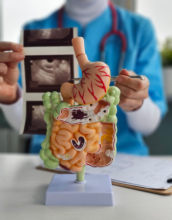 Detailed model of human digestive system shown by a doctor in a medical office during a consultation