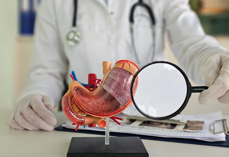 Doctor examining stomach model with magnifying glass during a medical consultation in a clinicの写真素材