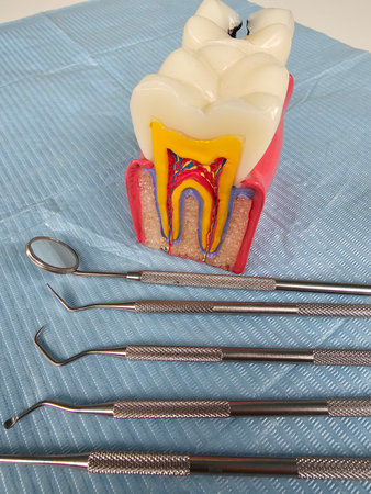 Model of a human tooth and dental tools on a blue background showing oral health educationの写真素材