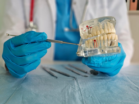 Dental professional demonstrating root canal procedure using a dental model in a clinical settingの写真素材