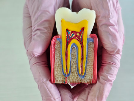 Hands hold a detailed anatomical model of a tooth with visible roots and pulp structureの写真素材