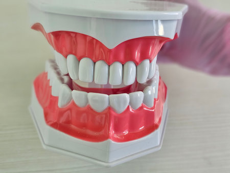 Model of a dental jaw and teeth used for teaching dental hygiene technique