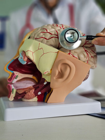 Medical professional examines a human anatomy model using a stethoscope in a clinical settingの写真素材