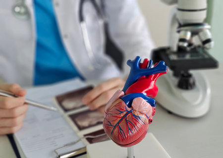Medical professional examines a model of a human heart at a clinical setting with a microscope and notesの写真素材