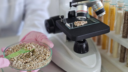 Scientist examining seeds under a microscope in a laboratory setting during daylight hoursの写真素材