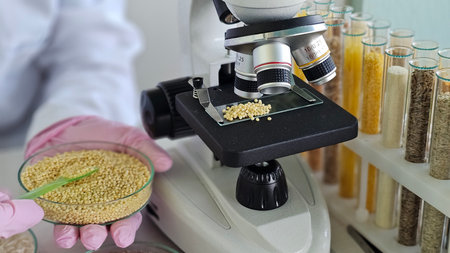 A scientist in a white coat uses a microscope to analyze grains collected in a petri dishの写真素材