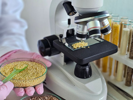 A scientist examines Petri dishes containing yellow millet grains filled with various types of seeds. The researcher observes the texture and uniformity of the plant seeds.の写真素材