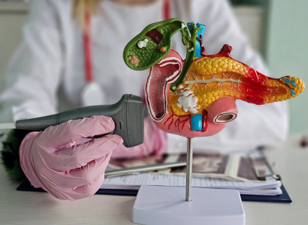 Anatomical model of the pancreas, duodenum, and spleen, and ultrasound. Abdominal ultrasoundの写真素材