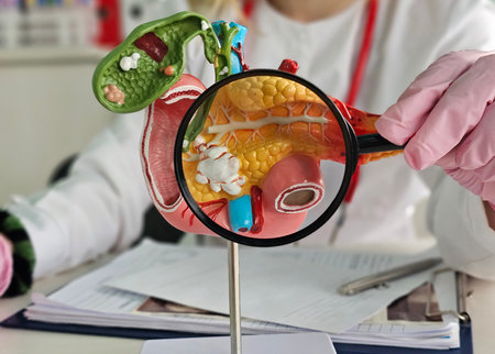 Anatomical model of the pancreas, duodenum, and spleen. Diseases and treatments for liver, spleen, and pancreas lesionsの写真素材