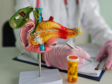 Anatomical model of the pancreas, duodenum, and spleen.の写真素材