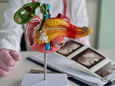 Anatomical model of the pancreas, duodenum, and spleen, and ultrasound. Abdominal ultrasoundの写真素材