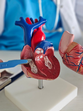 Cardiologist surgeon anatomical model of heart using scalpel. Heart valves and surgery