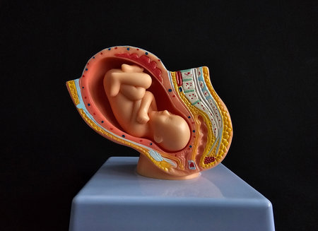 Educational model showing fetal development within the womb for anatomy learning purposesの写真素材