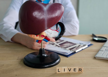 Doctor with human liver anatomy model. Liver cancer and tumor conceptの写真素材