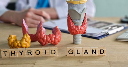 Models of the thyroid gland are displayed on a table with a person in a lab coat in the background during a medical consultationの写真素材