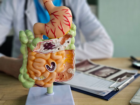 Model of human digestive system displayed on a table in a medical office during a consultationの写真素材