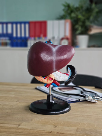 A doctor with a model of the human liver anatomy. Liver cancer and tumors, jaundice, viral hepatitis A, B, C, D, E, cirrhosis, liver failure, liver enlargement, hepatic encephalopathy, ascites, abdominal fluid, and healthの写真素材