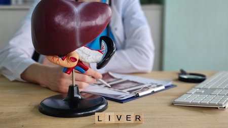 Medical professional studies liver model while reviewing patient information at clinic in daytimeの写真素材