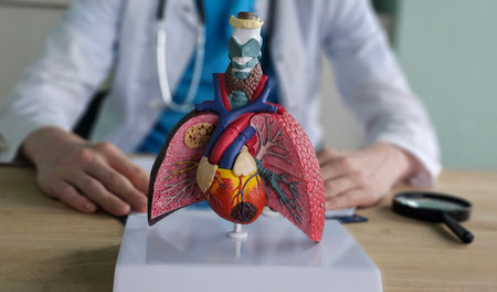 Model of human heart and lungs on table with person in white coat backgroundの写真素材