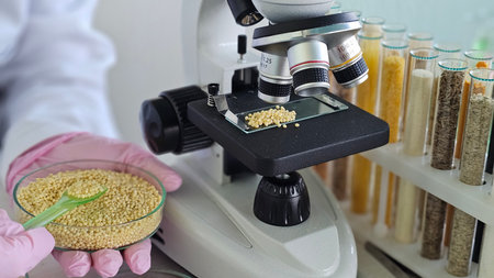 A scientist examines samples of millet porridge under a microscope in a laboratory setting using...