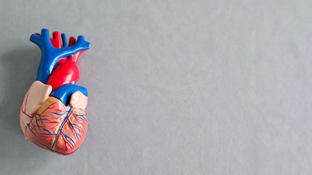 Model of human heart placed on a gray surface showing detailed structures and colors representing arteries and veinsの写真素材
