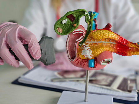 Anatomical model of the pancreas, duodenum, and spleen, as well as an ultrasound scan. Abdominal...