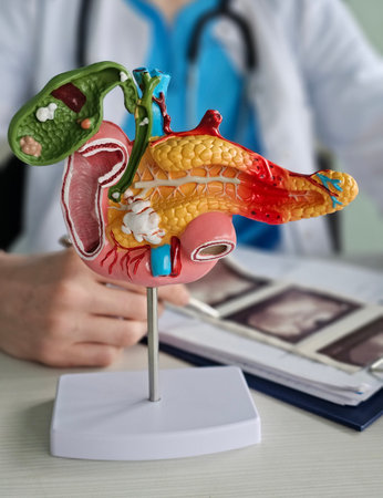 Model of human anatomy showing detailed pancreas, liver, and gallbladder in a medical settingの写真素材