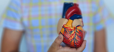 Child hand holding heart anatomy. health and medicine, love, heart health, heart attack, world heart day, cardiovascular diseaseの写真素材