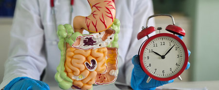 Doctor holds a model of the digestive system and an alarm clock. Pain in intestines causes, diagnosis and treatment and time of treatment and examination oncology cancerの写真素材