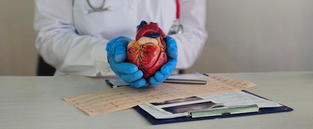Cardiologist shows anatomy of heart in cardiology clinic. Treatment of cardiovascular disease infarction hypertensionの写真素材