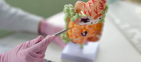 A healthcare professional points to a detailed model of the human digestive system and stomachの写真素材