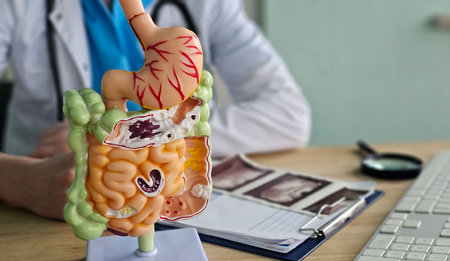 Model of human digestive system displayed on table in medical officeの写真素材