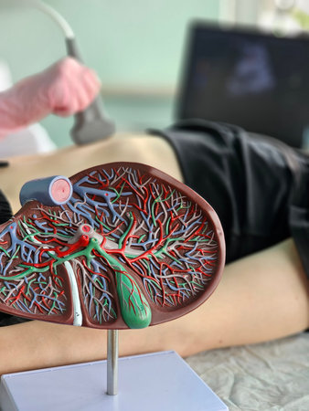 Ultrasound diagnosis of the stomach and liver in the abdominal cavity in the clinic. Ultrasound examination of the liver and gallbladder.の写真素材