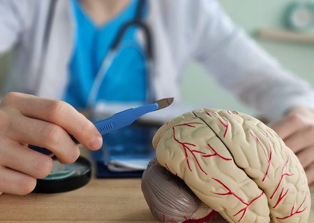 Medical professional examines a model of the human brain with a surgical tool in a clinical setting