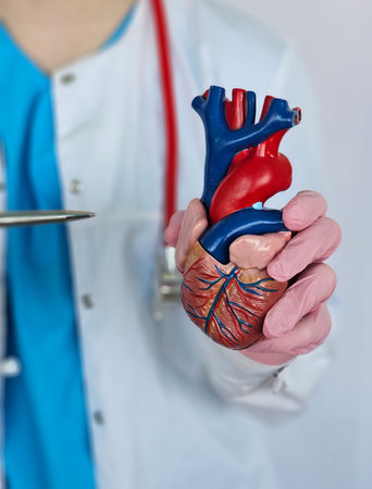 Medical professional holds a model of a human heart in a healthcare setting during a consultation