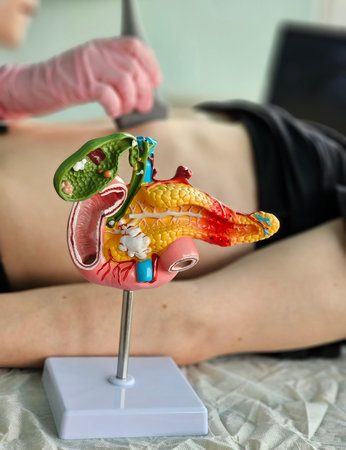 Model of human anatomy used in a teaching session about the digestive system in a classroom settingの写真素材