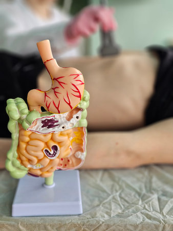 Model of human digestive system displayed during a medical demonstration in a clinic settingの写真素材