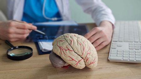 Doctor examines a brain model while looking at an X-ray in a medical office with a computer and...