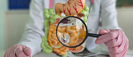 A medical professional examines a detailed digestive system model with a magnifying glass in a...