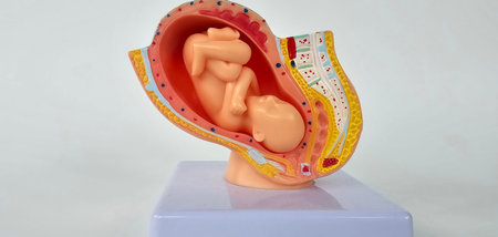 Baby fetus closeup. Protects growth of embryo from viruses. Concept of trust and love. Help preserve life and fertility.の写真素材