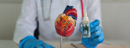 A medical professional examines a heart model while holding a cannabis oil dropper in a clinic...