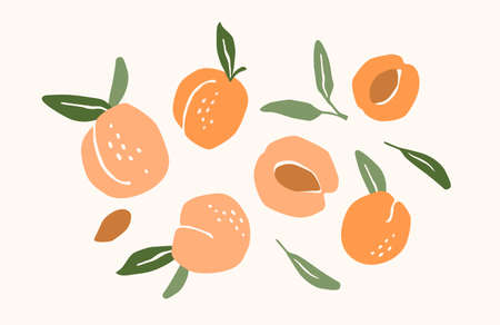 Set of drawn apricots. Vector illustration. Isolated elementsのイラスト素材