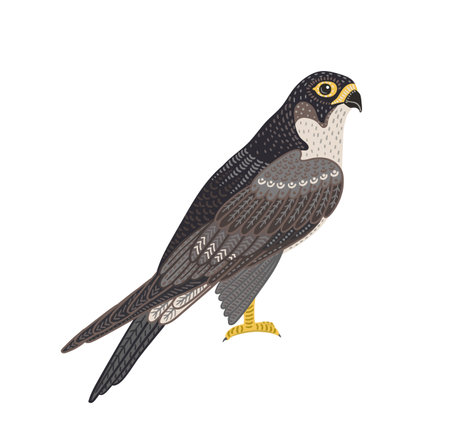 Decorative illustration of falcon. Vector isolated design elementのイラスト素材
