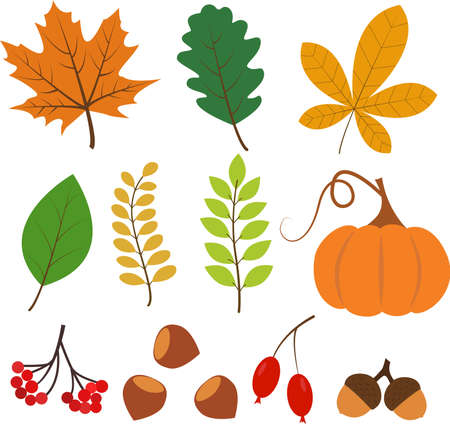 A set of colorful autumn leaves and mushrooms. Isolated on a white background.Autumn leaves. Yellow autumn garden leaf, red autumn leaf, fallen dry leaves, mushrooms. Botanical forest plants.のイラスト素材